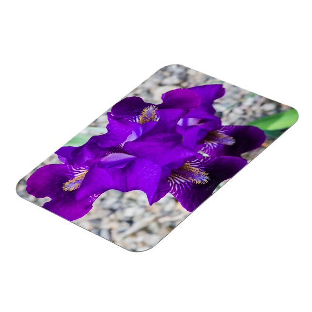 Ímã Linda íris roxa (Left Side)