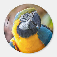 Linda Mara Azul e Dourada