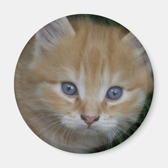 Imã Linda Orange Tabby Kitten (Frente)