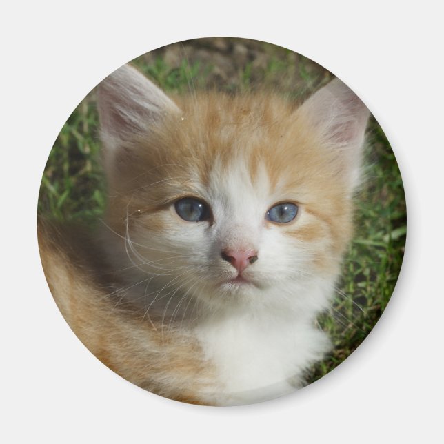 Imã Linda Orange Tabby Kitten (Frente)