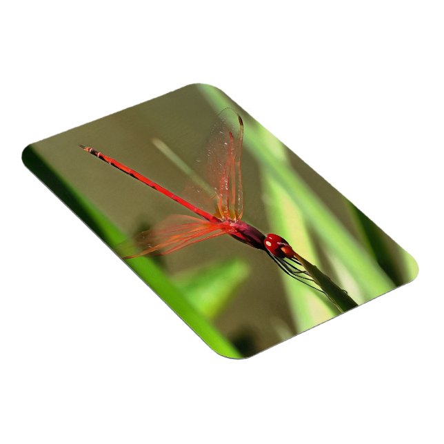 Ímã Linda pintura acrílica do Firecracker Dragonfly (Lado Direito)