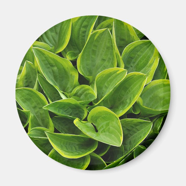 Imã Linda planta verde-hosta (Frente)