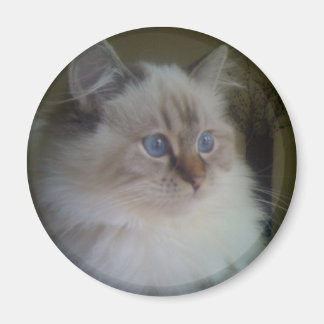 Imã Linda Ragdoll Hymalayan Cat a olhar para o inverno