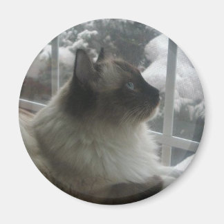 Imã Linda Ragdoll Hymalayan Cat a olhar para o inverno