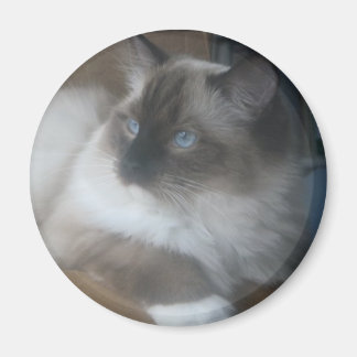 Imã Linda Ragdoll Hymalayan Cat Olhando para fora