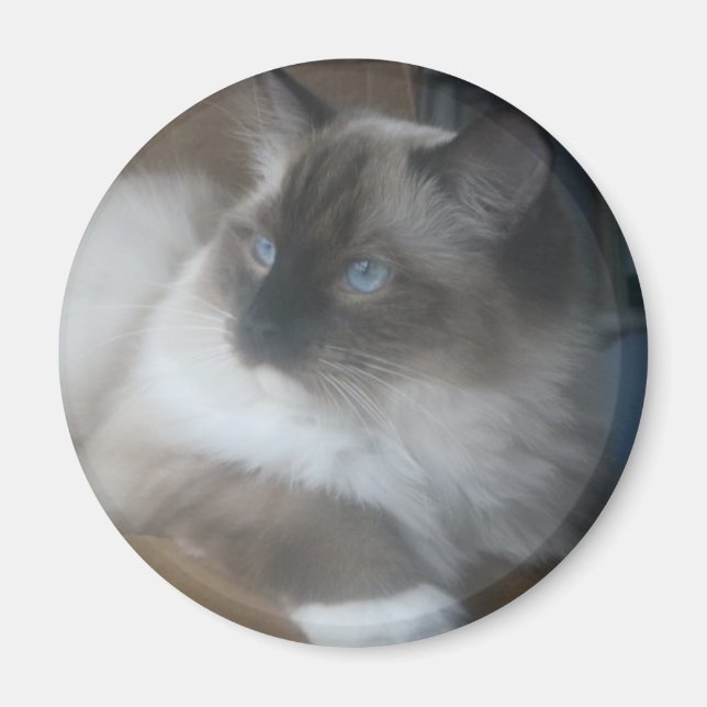 Imã Linda Ragdoll Hymalayan Cat Olhando para fora (Frente)