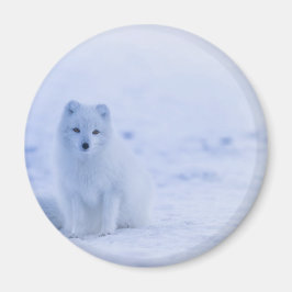 Imã Linda Raposa Ártica