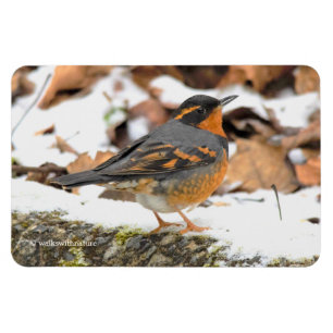 Ímã Linda variedade de sabiá-lo na neve