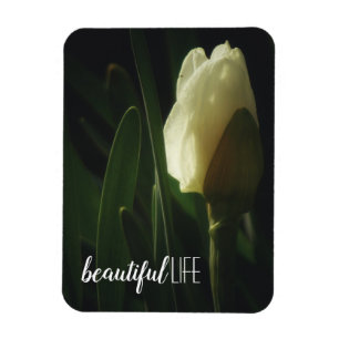 Ímã Linda Vida Dizendo Fotografia Daffodil