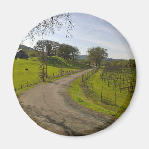 Imã Linda Vineyard em Napa Valley California