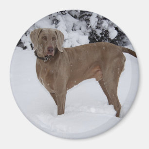 Imã Linda Weimaraner na neve