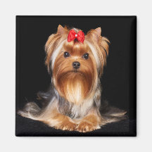 Linda Yorkshire Terrier