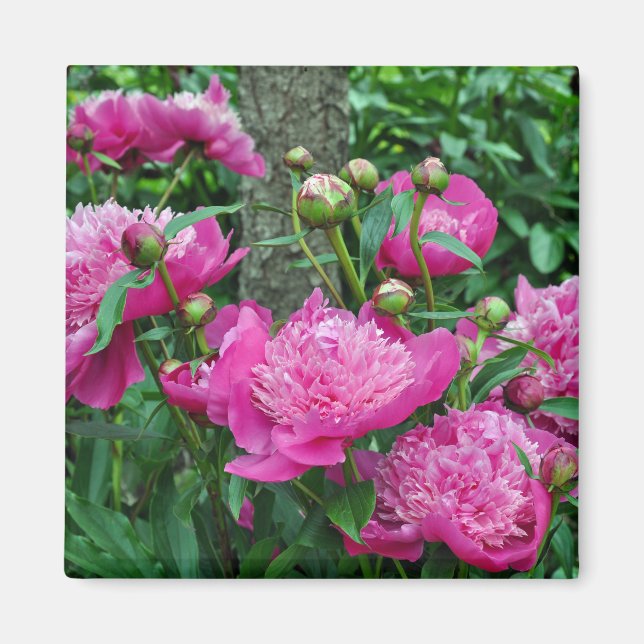Imã Lindas flores rosa de peônia (Frente)