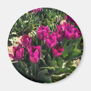 Imã Lindas Tulipas
