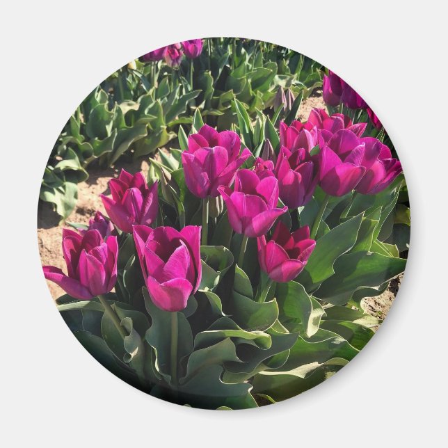 Imã Lindas Tulipas (Frente)