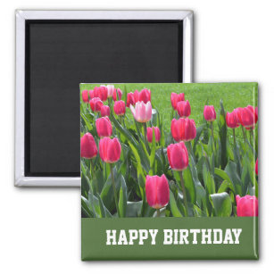 Imã lindíssimas flores de tulipa cor-de-rosa primavera
