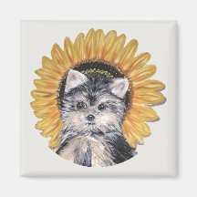 Lindo cão Yorkshire Terrier