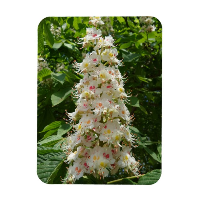 Ímã Lindo Flor 3"x4" (Vertical)