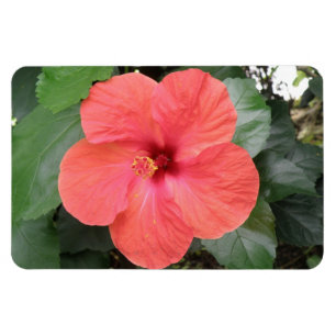 Ímã Lindo Laranja Hibiscus Flor Premium Magnet