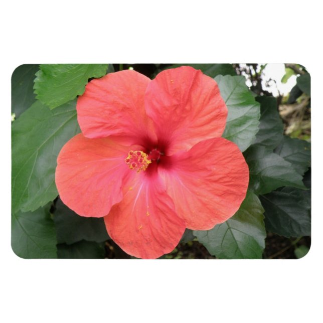 Ímã Lindo Laranja Hibiscus Flor Premium Magnet (Horizontal)