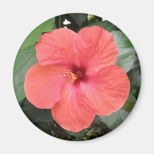 Imã Lindo Laranja Hibiscus Flower Magnet