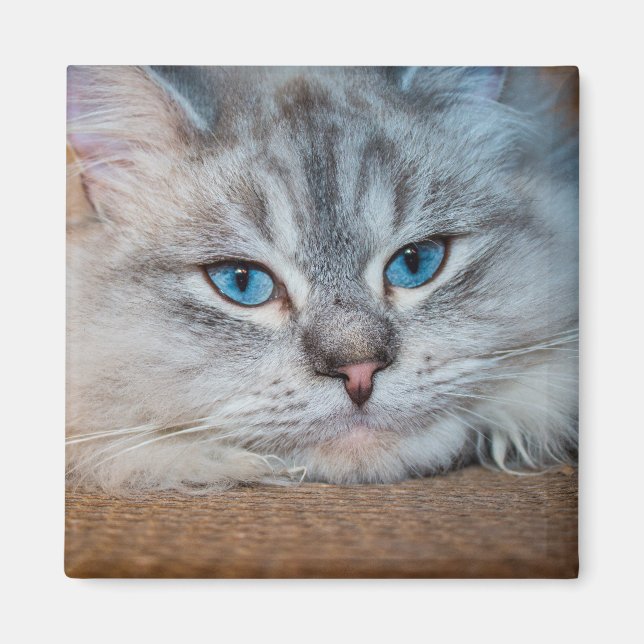Imã Lindos olhos azuis de gato (Frente)