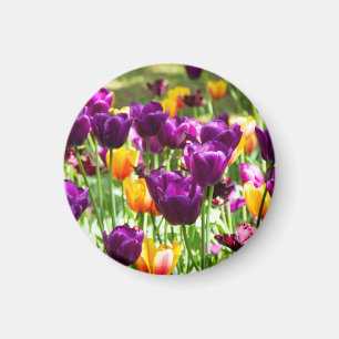 Imã Lindos tulipas roxos e amarelos