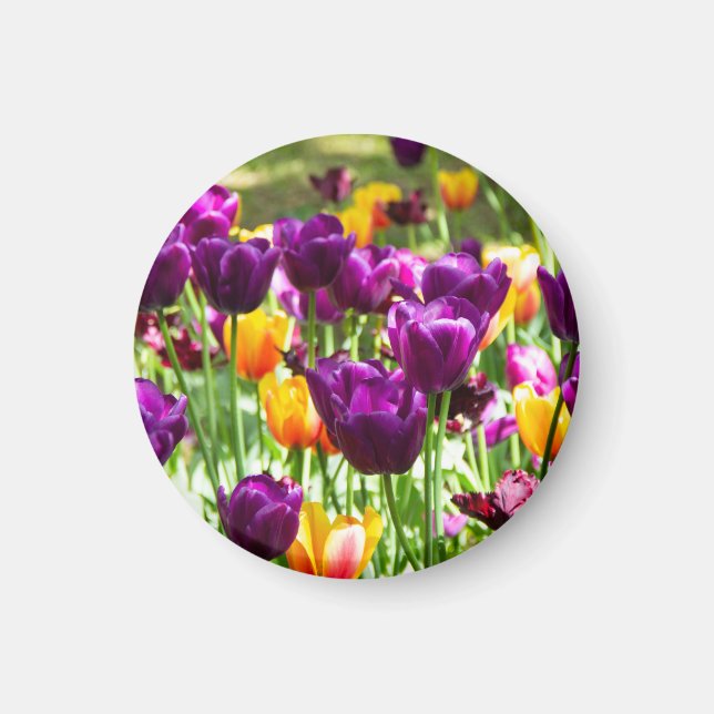 Imã Lindos tulipas roxos e amarelos  (Frente)