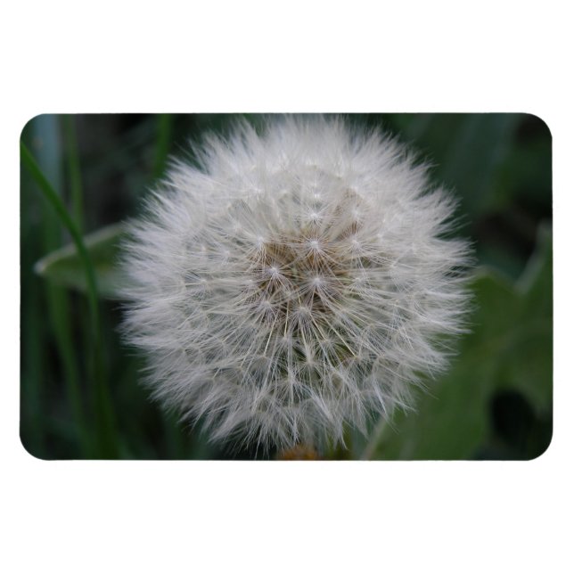 Ímã Lingando Dandelion Flor Magnet Premium (Horizontal)