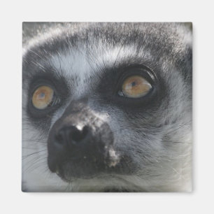 Imã Lingtail Lemur Magnet