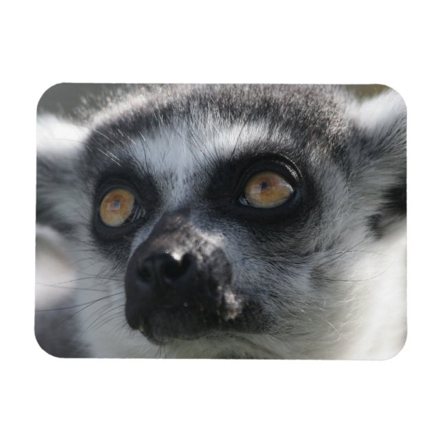 Ímã Lingtail Lemur Magnet (Horizontal)