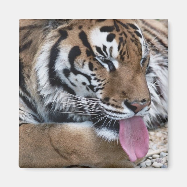 Imã língua tigre (Frente)