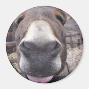 Imã Linha Animal - Arre burriquito