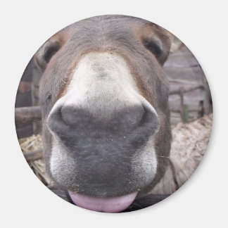 Imã Linha Animal - Arre burriquito