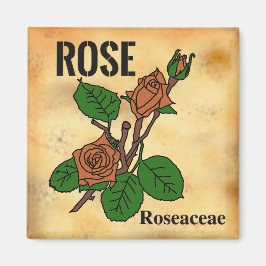 Imã Linha de arte da Rosa Laranja estilo papel envelhe