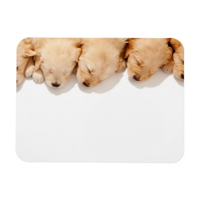 Ímã Linha de Cupias de Retriever de Ouro Dormindo (Horizontal)