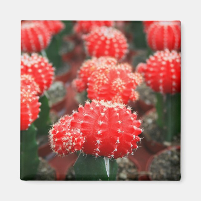 Imã Linha De Íman De Cactus (Frente)