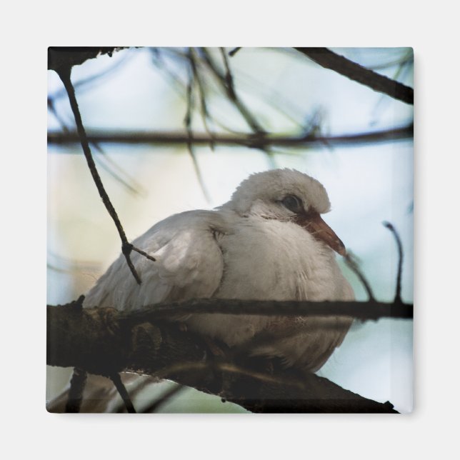 Imã Linha mestre (Frente)