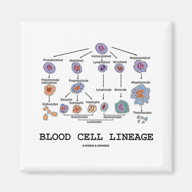 Imã Linhagem das Células Sanguíneas (Medicina Biológic (Frente)