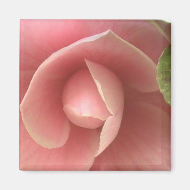 Imã Link Camellia Magnet (Frente)