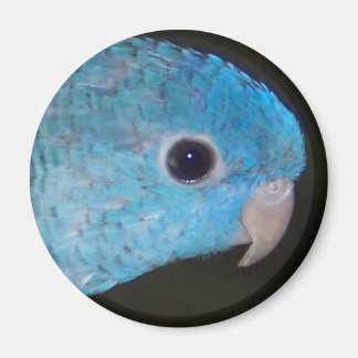 Imã Linnie Parakeet Magnet