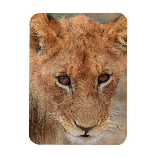 Ímã Lion Cub (Vertical)