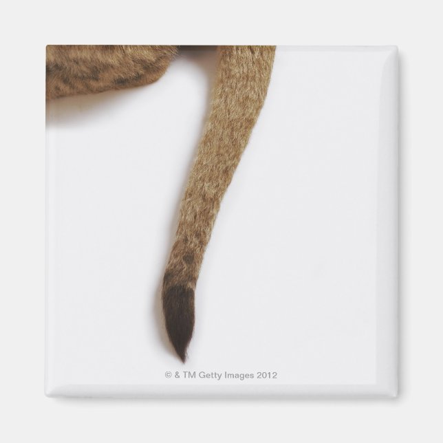 Imã Lion cub (Panthera leo) contra branco (Frente)