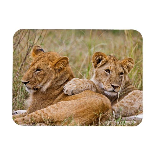 Ímã Lion Cubs (Horizontal)