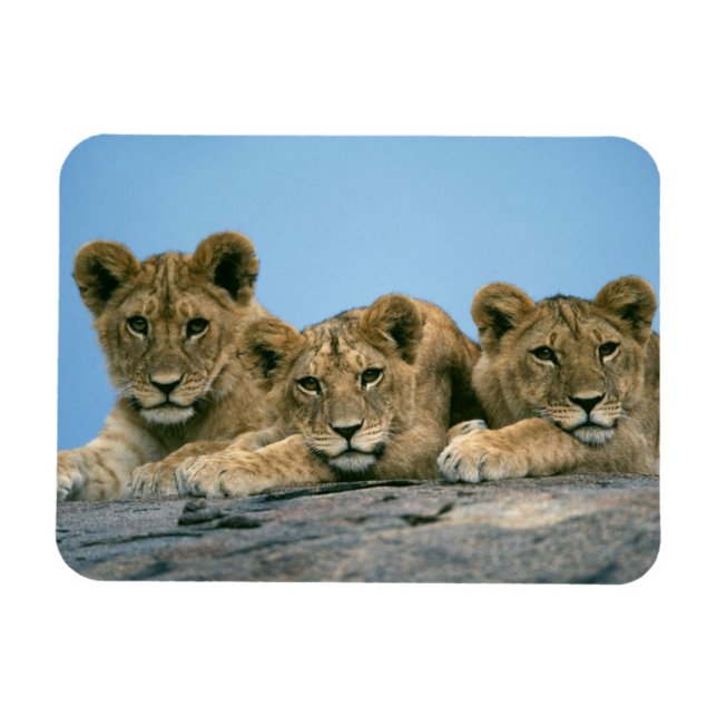 Ímã Lion Cubs Magnet (Horizontal)