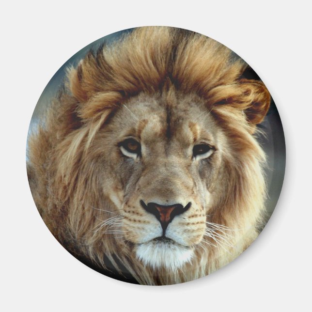Imã Lion Magnet (Frente)