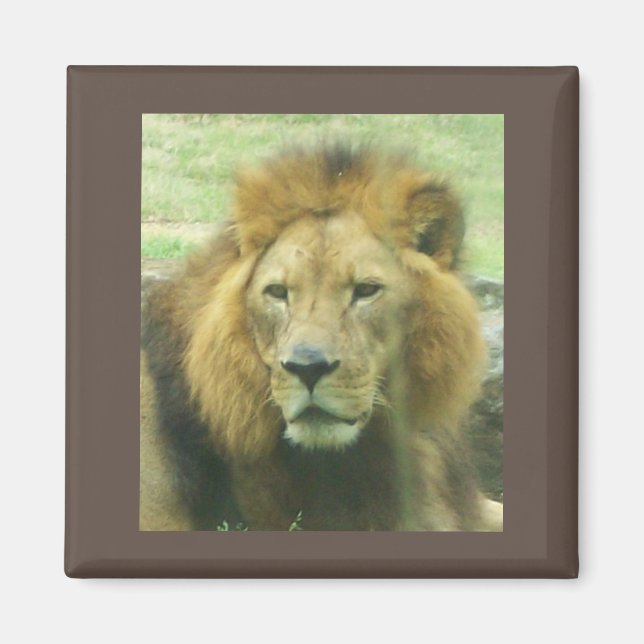 Imã Lion Magnet (Frente)