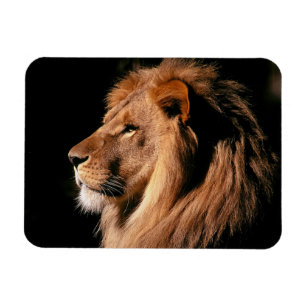 Ímã Lion Magnet