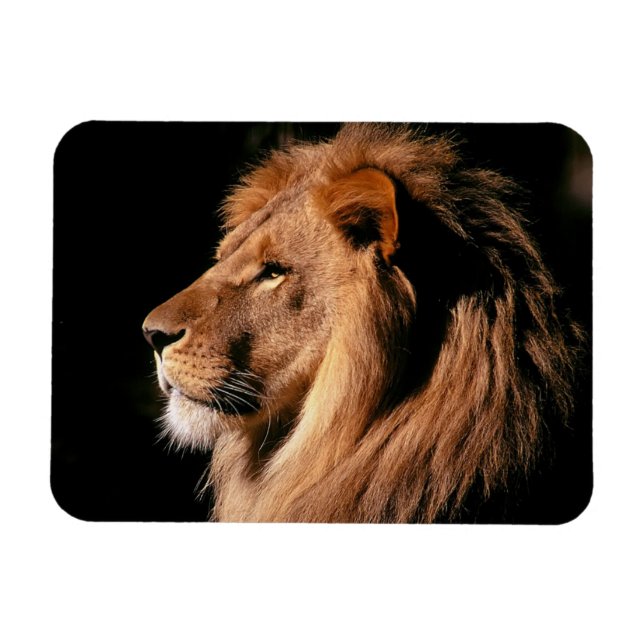 Ímã Lion Magnet (Horizontal)