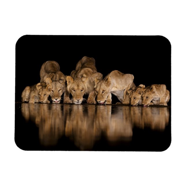 Ímã Lion Pride Drinks at the Water Hole at Night (Horizontal)